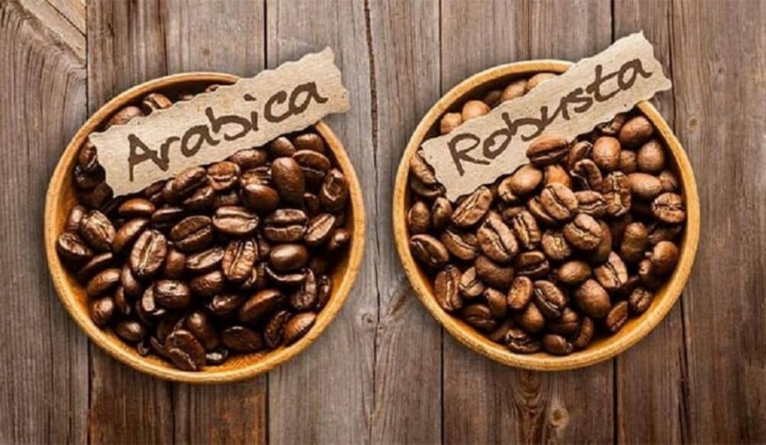 Robusta & Arabica – Loại nào ngon hơn? Khám phá sự khác biệt và cách chọn đúng Gu cà phê.